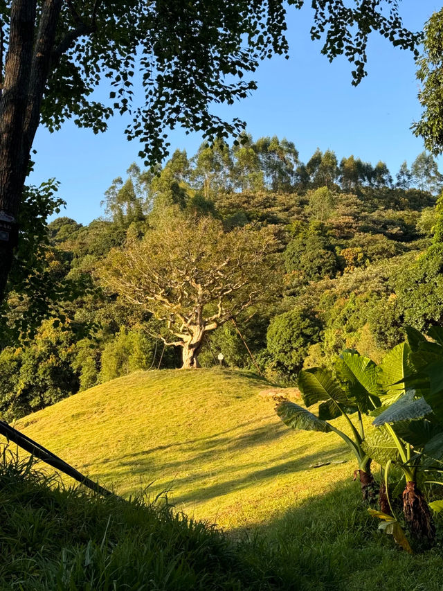 🌿 廣州天人山水 宮崎駿嘅戶外花園 🌸