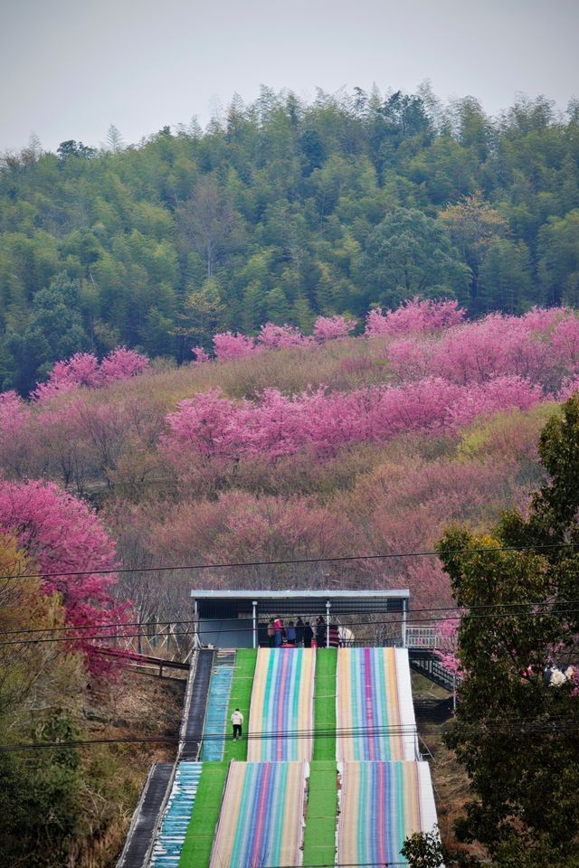 剛登上央視的明月山櫻花花海現狀是……