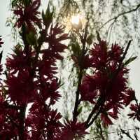 Season of Blossom in Beijing 🌸🌺🌼