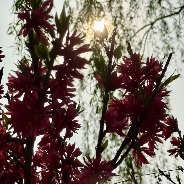 Season of Blossom in Beijing 🌸🌺🌼