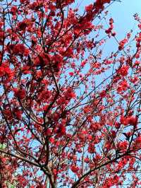 杭州春日奇遇！在東方文化公園闖入粉色桃花童話世界！