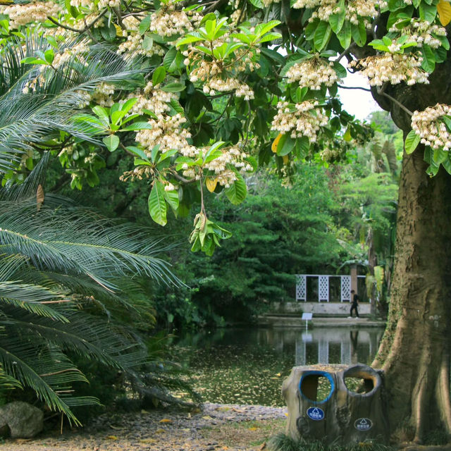 🌳廣州華南植物園｜闖入現實版綠野仙蹤！拍照遛娃全攻略