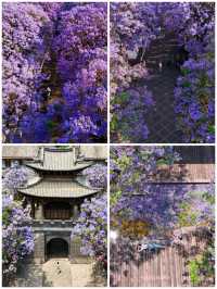 古風×藍紫｜富民上河院暴擊指南