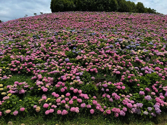 紹興蘭亭：繡球花花海的夢幻之境