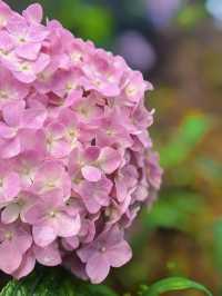 🌸紹興蘭亭，繡球花海夢幻之境