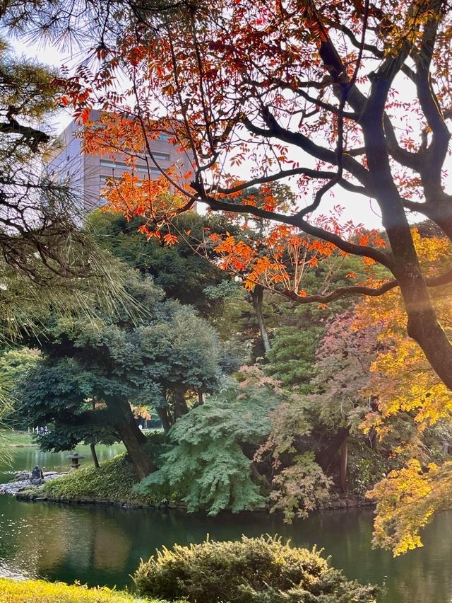 東京小石川後樂園交通攻略：輕鬆抵達江戶風情的日式庭園  