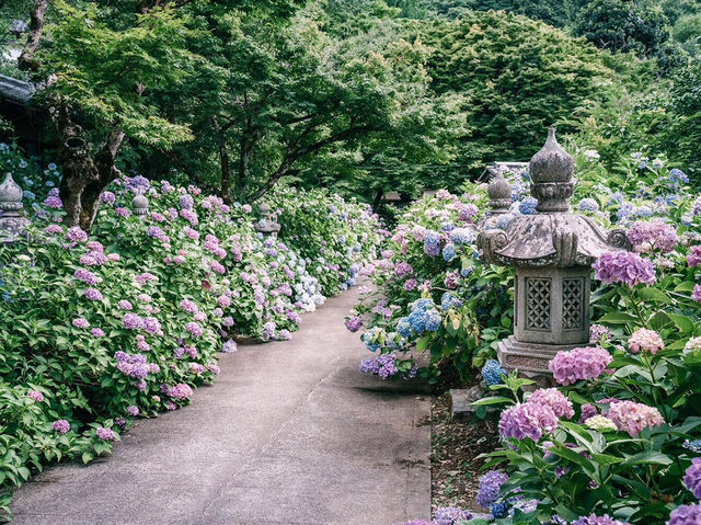 探秘京都小众宝藏——丹州華觀音寺