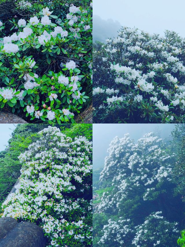 三清山6月杜鵑尾期攻略！抓住花海最後驚艷
