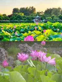 夏日「頂流」荷花登場！嚟河北浪漫一「夏」