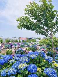 六月嘅濟州賞花，闖入繡球花海嘅莫奈花園