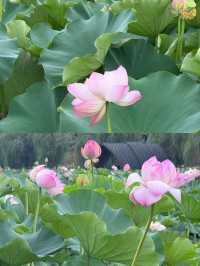 【宜賓李莊｜誤入荷花仙境的童趣大片】