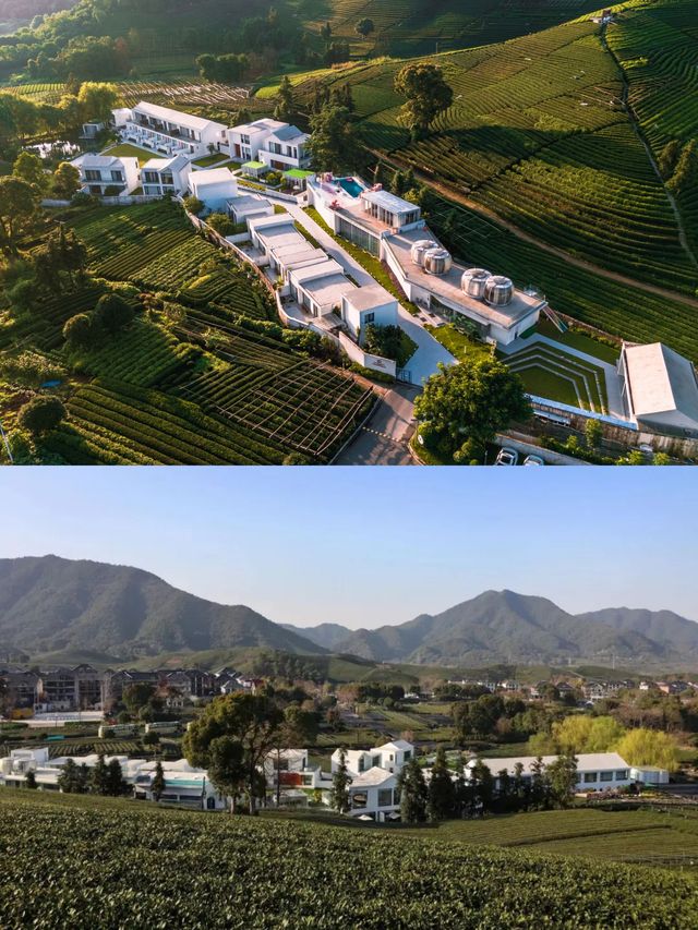 漫步喺茶田秘境裏面包攬成個龍塢，打卡綜藝同款
