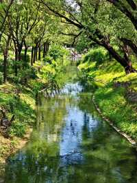 【北塢公園】漫步稻浪與古橋間