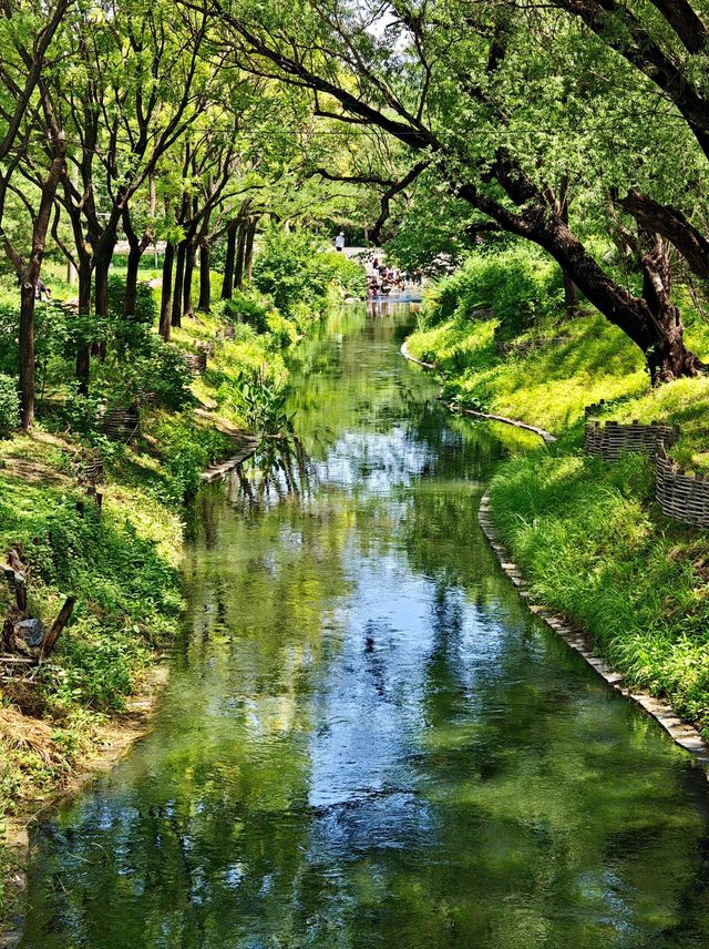 【北塢公園】漫步稻浪與古橋間