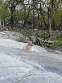 Skansen Visitor Guide – Stockholm, Sweden