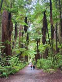 Redwoods Treewalk遊覽攻略：樹冠間的奇幻之旅