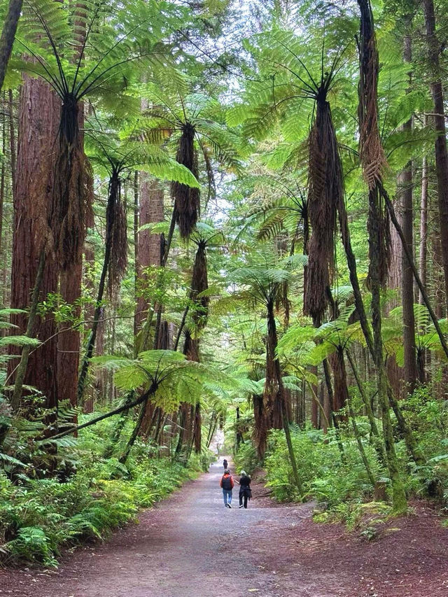 Redwoods Treewalk遊覽攻略：樹冠間的奇幻之旅