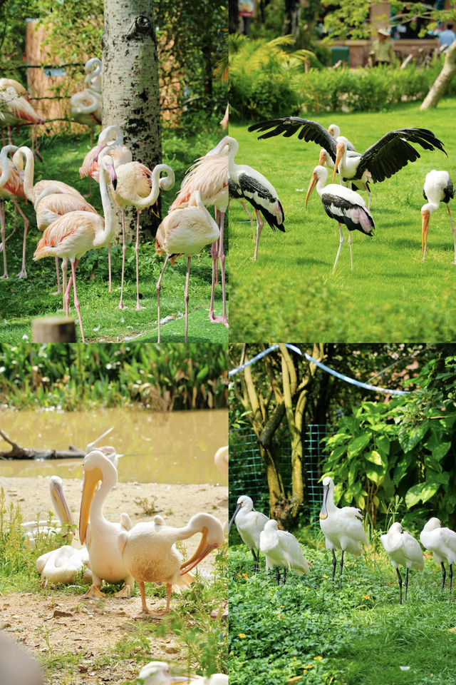 清遠長隆｜讓孩子同動物「做朋友」嘅魔法森林