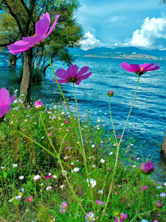 洱海邊格桑花海美得令人流連忘返