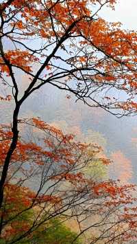 中國紅葉第一山！光霧山賞秋攻略，避開人潮拍大片
