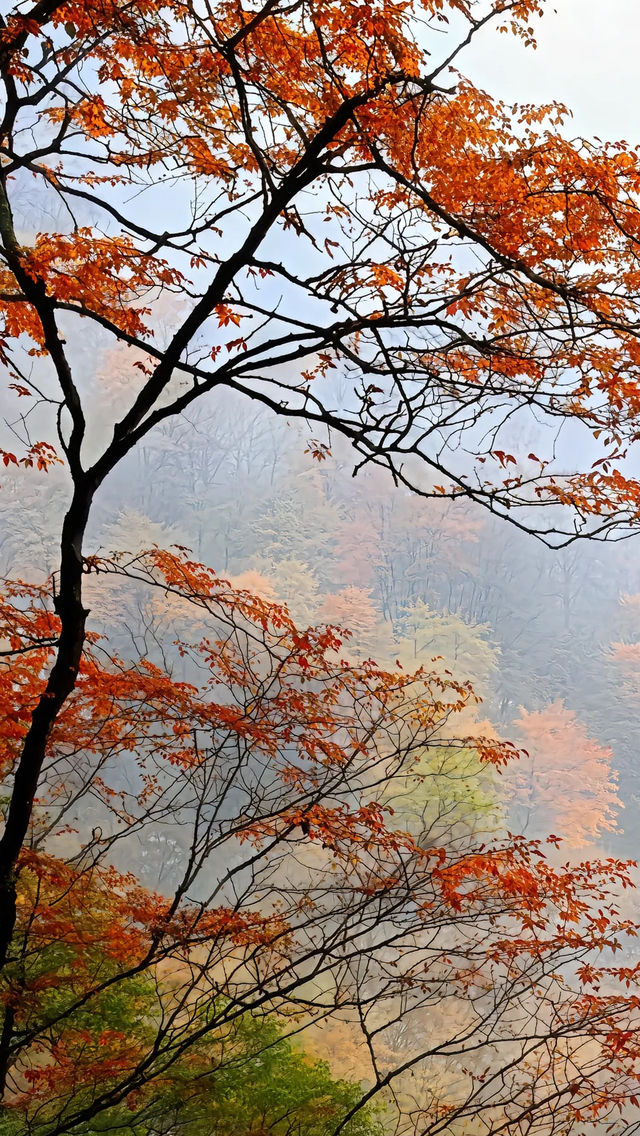 中國紅葉第一山！光霧山賞秋攻略，避開人潮拍大片