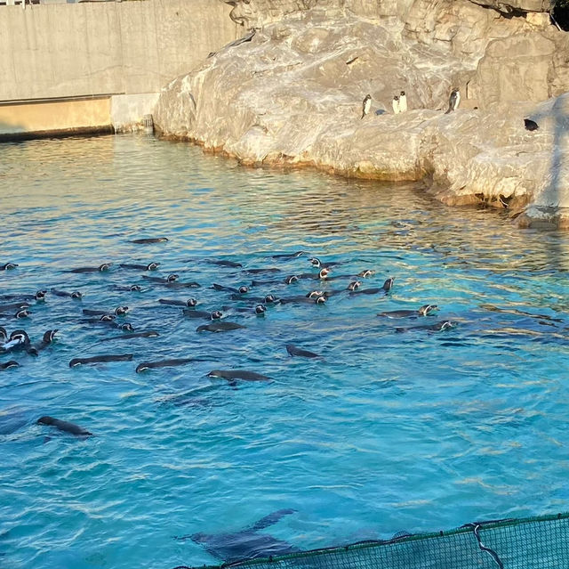【東京】葛西臨海公園水族園へ🐠🫧‪