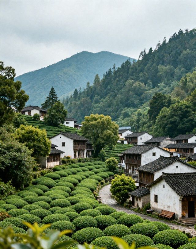 龍井村-茶鄉第一村|梯田茶園錯落有致，群山環抱間茶香彌漫