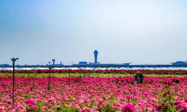 空港新城雲間花海 | 免費開放的花海秘境&飛機同框攻略 空港新城雲間花海 | 免費開放的花海秘境&飛機同框攻略
