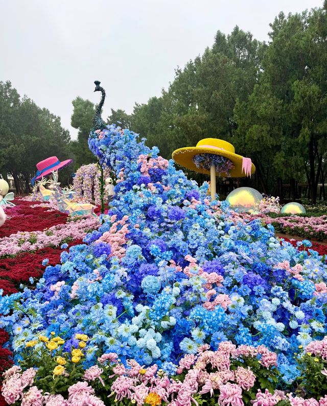 國慶後錯峰指南｜開封菊花展全攻略