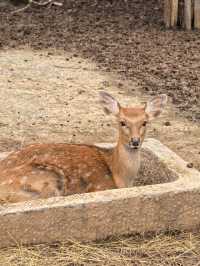 #濟南野生動物世界｜與梅花鹿0距離貼貼攻略 自駕+步行雙體驗！保姆級攻略收好！ 濟南野生動物園