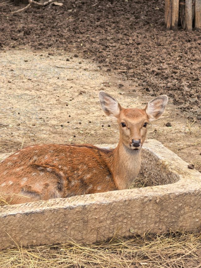 #濟南野生動物世界｜與梅花鹿0距離貼貼攻略 自駕+步行雙體驗！保姆級攻略收好！ 濟南野生動物園
