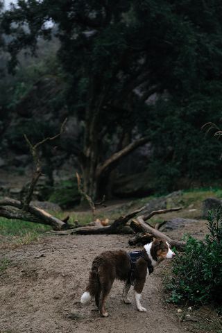 Braving the rain at Zoumagang, finding wild fun in the misty forest of Zhuji!
