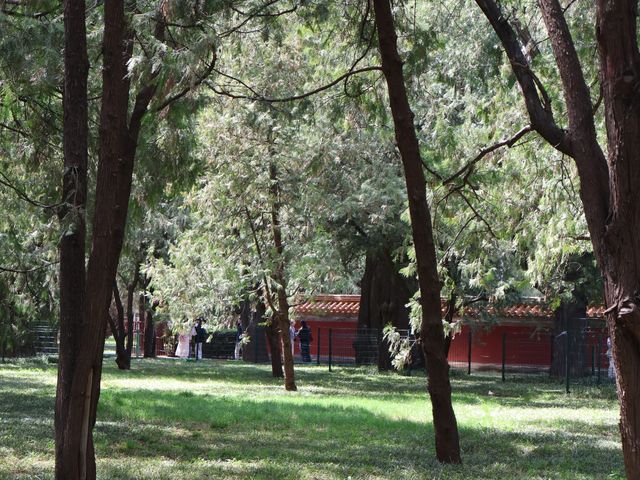 地壇公園｜🩷從史鐵生筆下的「精神原鄉」，逛遍古壇銀杏與歲月