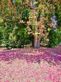 洛杉磯 盖蒂中心 格里菲斯天文台 植物園