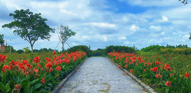 上海薰衣草公園秋日限定|美人蕉綻放的浪漫花海 上海薰衣草公園秋日限定|美人蕉綻放的浪漫花海