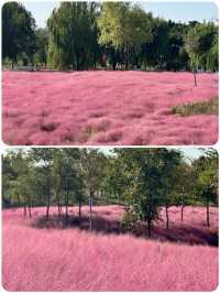 上海秋日限定🩷粉黛草花海