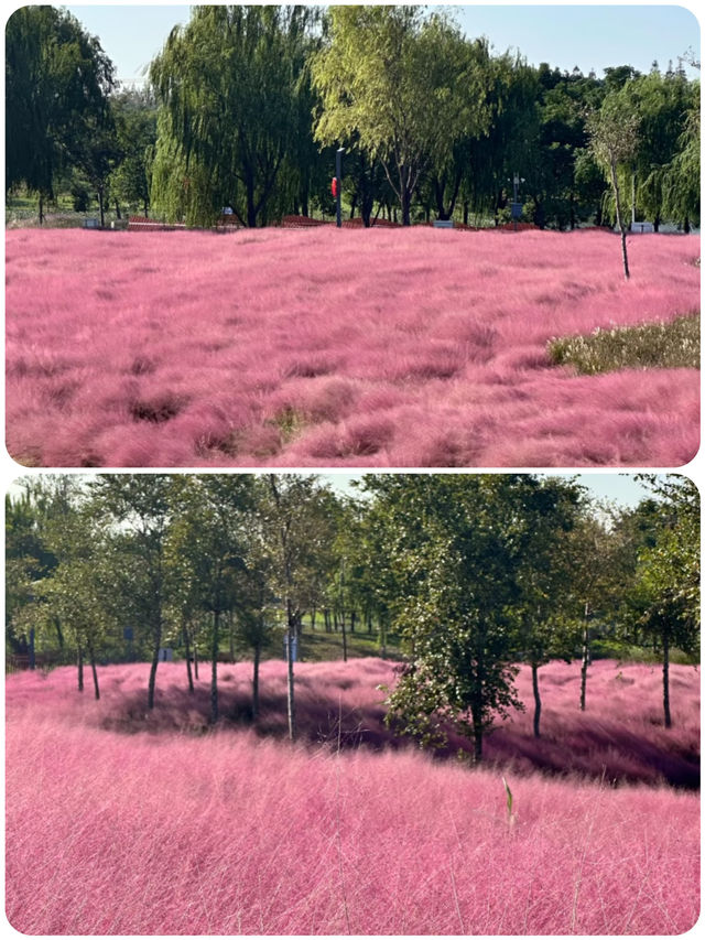 上海秋日限定🩷粉黛草花海 上海秋日限定🩷粉黛草花海