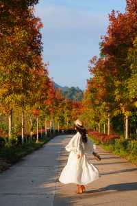 廣東人的浪漫闖入童話般的紅葉秋天!