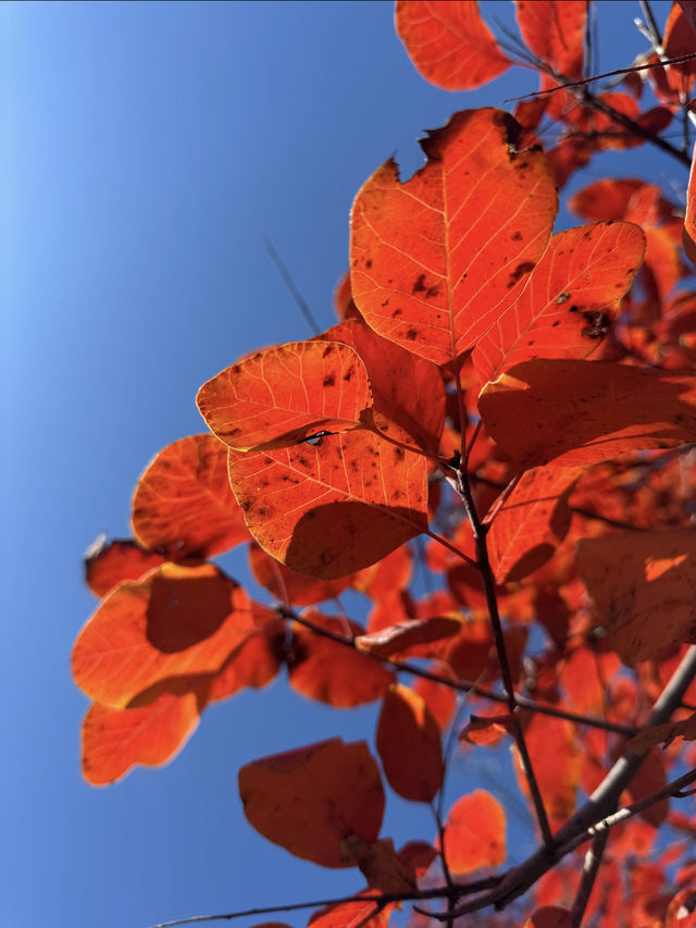 11月博山九龍峪遊玩攻略：萬畝紅葉+網紅玩法，承包秋日浪漫