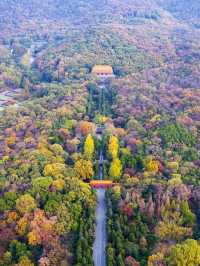 2天南京秋遊攻略 錯過等一年