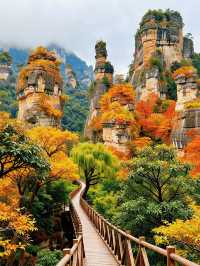 秋日三清山｜在雲海紅葉間邂逅神仙日子