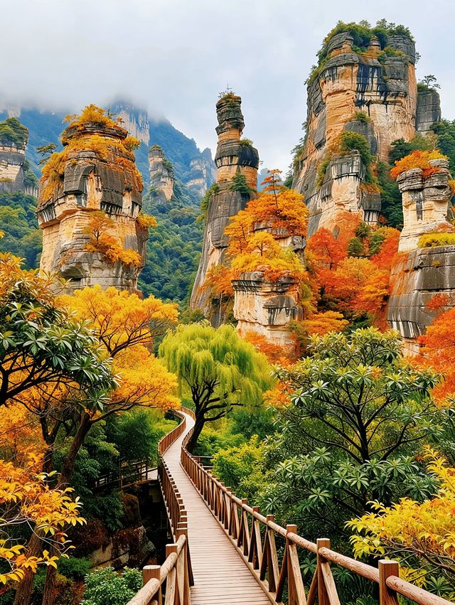 秋日三清山｜在雲海紅葉間邂逅神仙日子