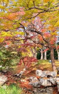 落葉、靜謐與時光感