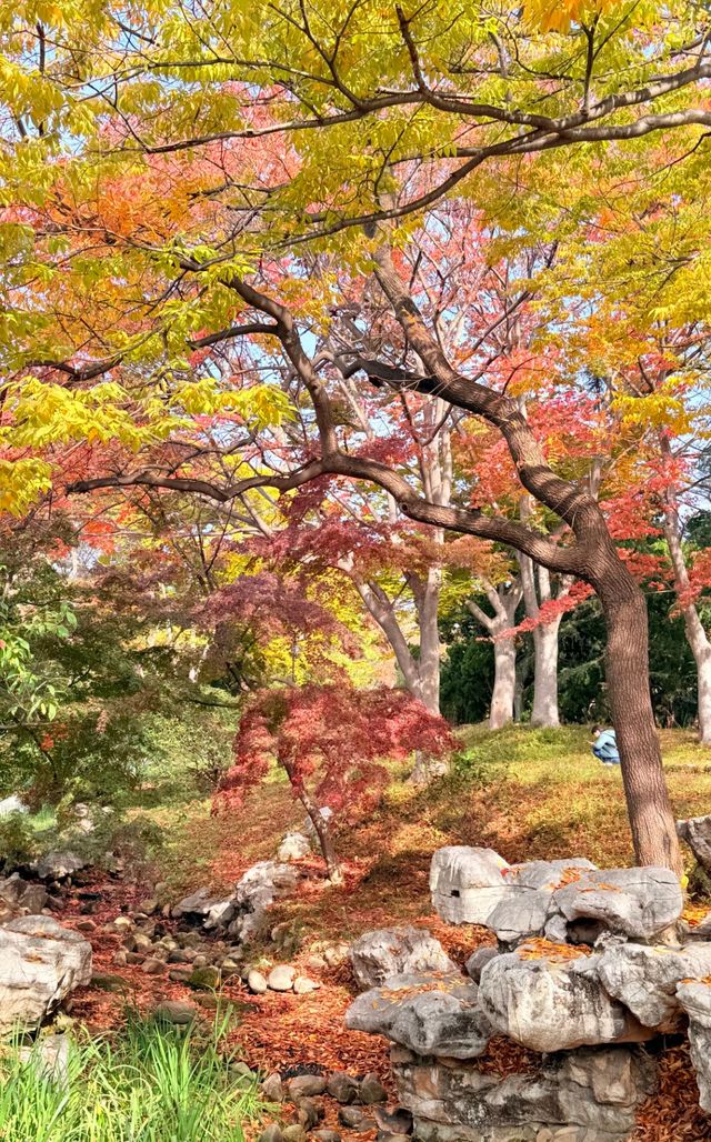 落葉、靜謐與時光感