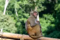 西雙版納遇“土匪猴”!零食差點被搶光