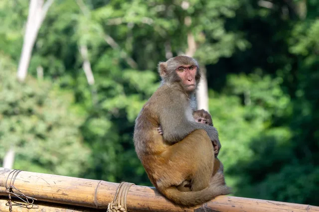 西雙版納遇“土匪猴”!零食差點被搶光 西雙版納遇“土匪猴”!零食差點被搶光