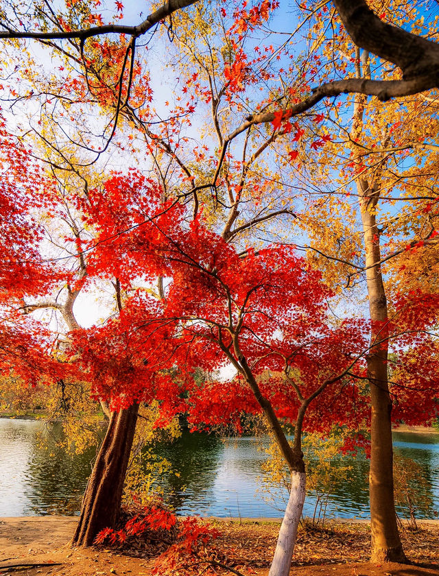 魔都上海的深秋初冬美到窒息徒步拍照聖地機位全公開! 魔都上海的深秋初冬美到窒息徒步拍照聖地機位全公開!