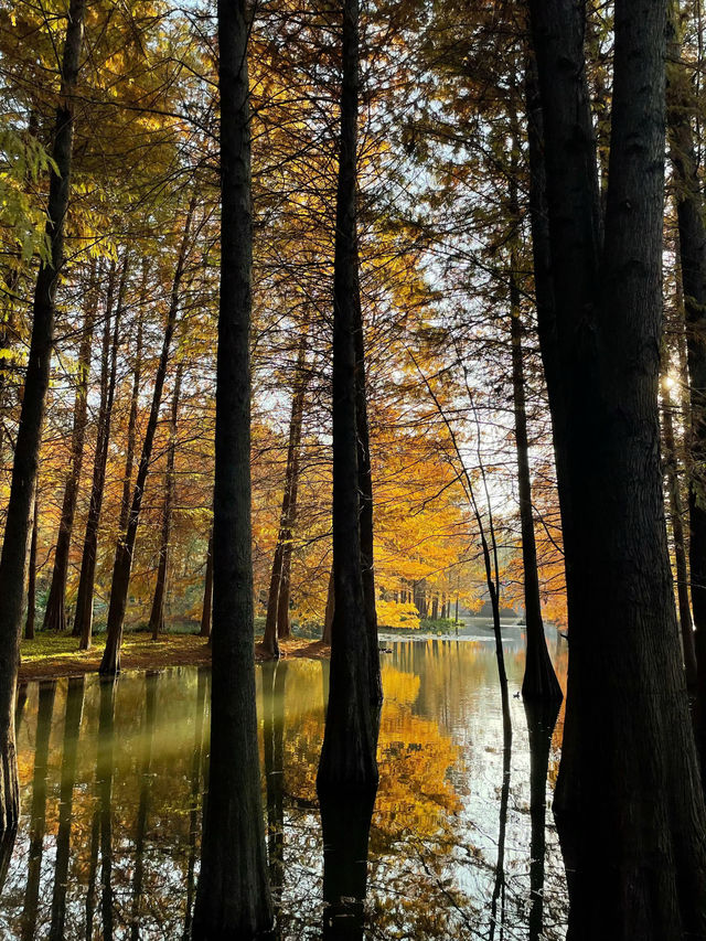 南京5年打工人的超濃縮攻略本地人帶你玩轉六朝古都