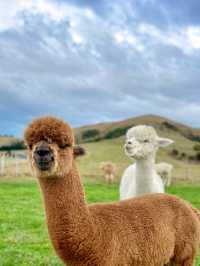 12-2月限定！紐西蘭南島小團享多種體驗