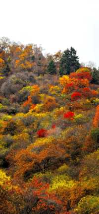 藏寨秋遊好去處